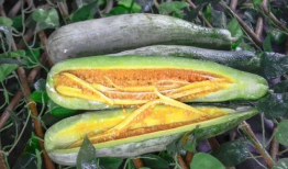 网红吃瓜都有哪些平台,揭秘热门平台上的热门事件