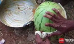 福山网红吃瓜事件,揭秘网络舆论的狂欢与反思