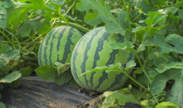 康乐网红吃瓜视频,揭秘娱乐圈幕后真相